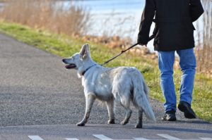 dog, canine, mammal