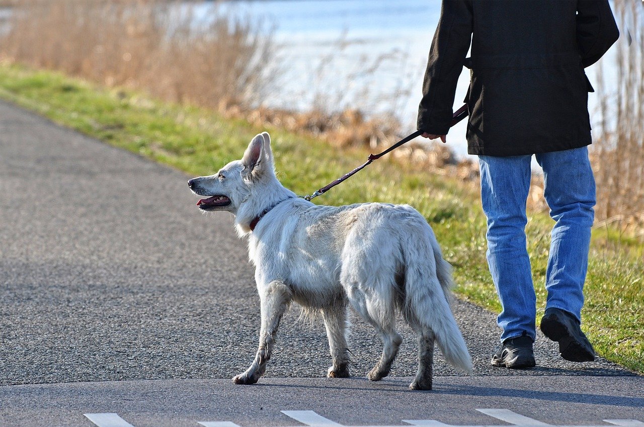 dog, canine, mammal